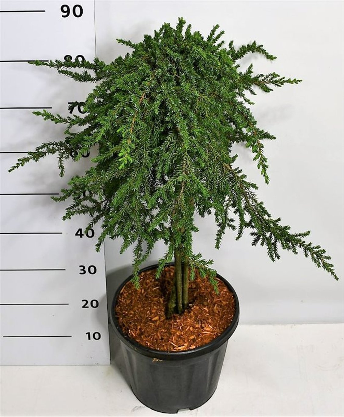 Juniperus comm. 'Greenmantle' - 60 CM Stem C20